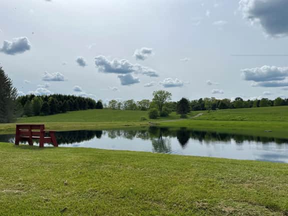 Beaver Pond - Image 2