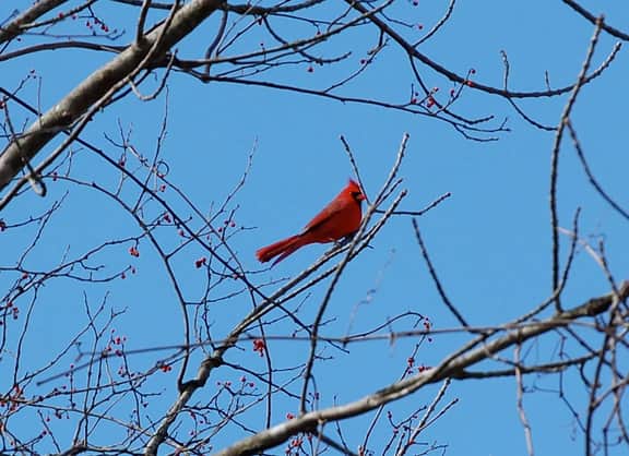Cardinal Cottage - Image 4