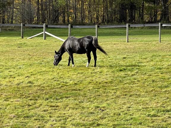Horse Haven - Image 4